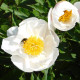 Pivónia Patio Dublin - Paeonia lactiflora - hľuzy pivónie - 1 ks