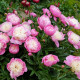 Pivónia Bowl of Beauty - Paeonia lactiflora - hľuzy pivónie - 1 ks