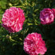 Pivónia Patio London - Paeonia lactiflora - hľuzy pivónie - 1 ks