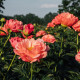 Pivónia Coral Sunset - Paeonia lactiflora - hľuzy pivónie - 1 ks