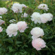 Pivónie Shirley Temple - Paeonia lactiflora - hľuzy pivónie - 1 ks