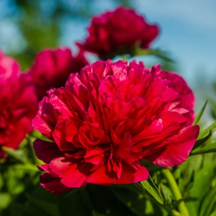 Pivónia Felix Crouse - Paeonia lactiflora - hľuzy pivónie - 1 ks