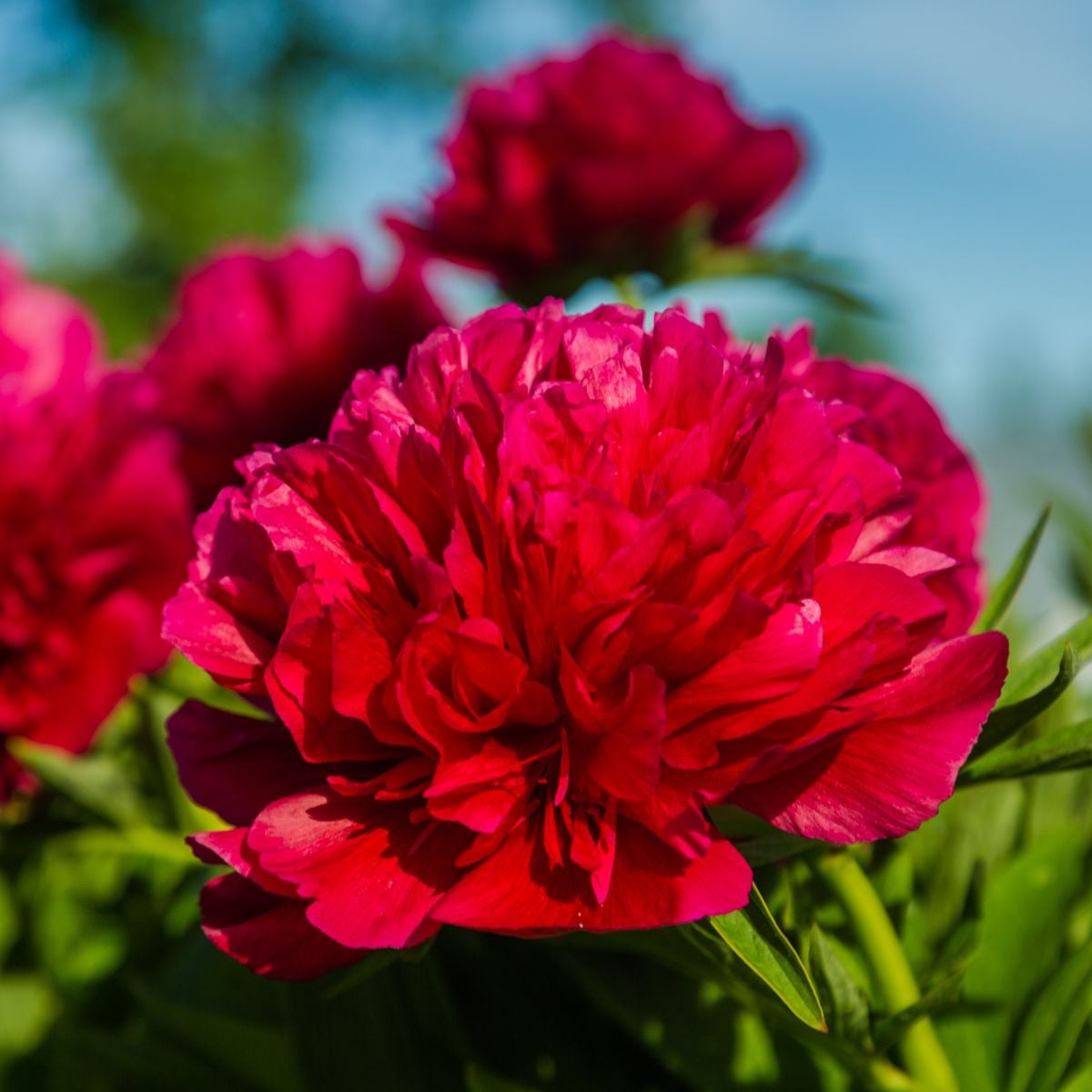 Pivónia Felix Crouse - Paeonia lactiflora - hľuzy pivónie - 1 ks