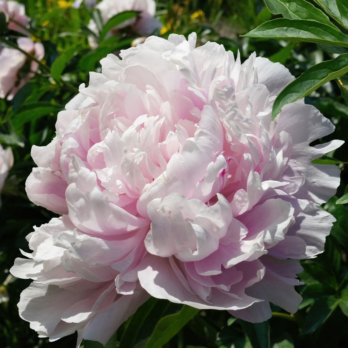 Pivónia The Fawn - Paeonia lactiflora - hľuzy pivónie - 1 ks