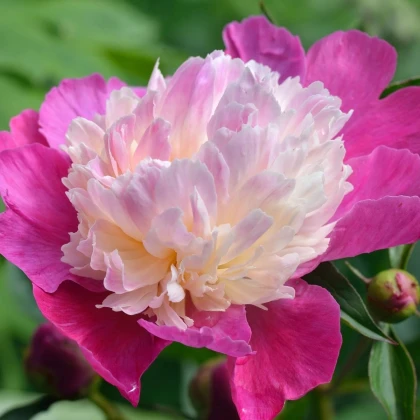Pivónia Gay Paree - Paeonia lactiflora - hľuzy pivónie - 1 ks