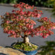 Javor dlaňolistý - Acer palmatum - semená javora - 5 ks