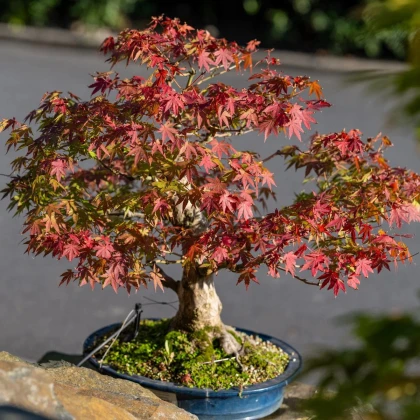 Javor dlaňolistý - Acer palmatum - semená javora - 5 ks