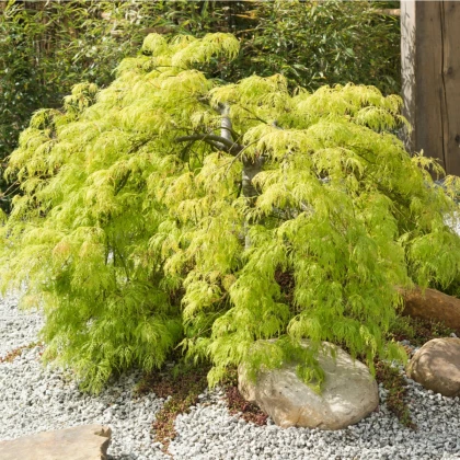 Javor dlaňolistý - Acer palmatum - semená javora - 5 ks