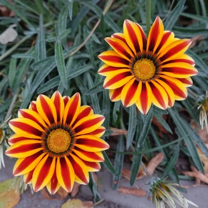 Gazánia Frosty Kiss Orange Flame - Gazania rigens - semená gazánie - 12 ks