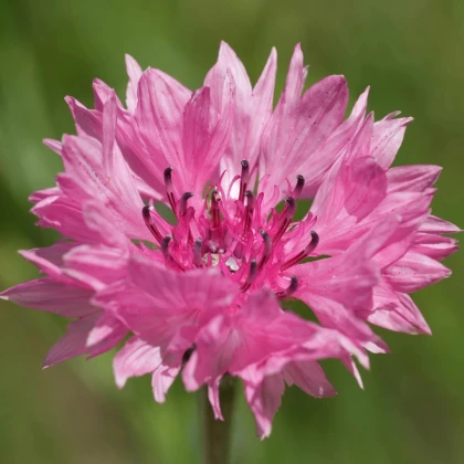 Nevädza lúčna Ball Red - Centaurea cyanus - semená nevädze - 50 ks