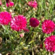 Nevädza lúčna Ball Red - Centaurea cyanus - semená nevädze - 50 ks
