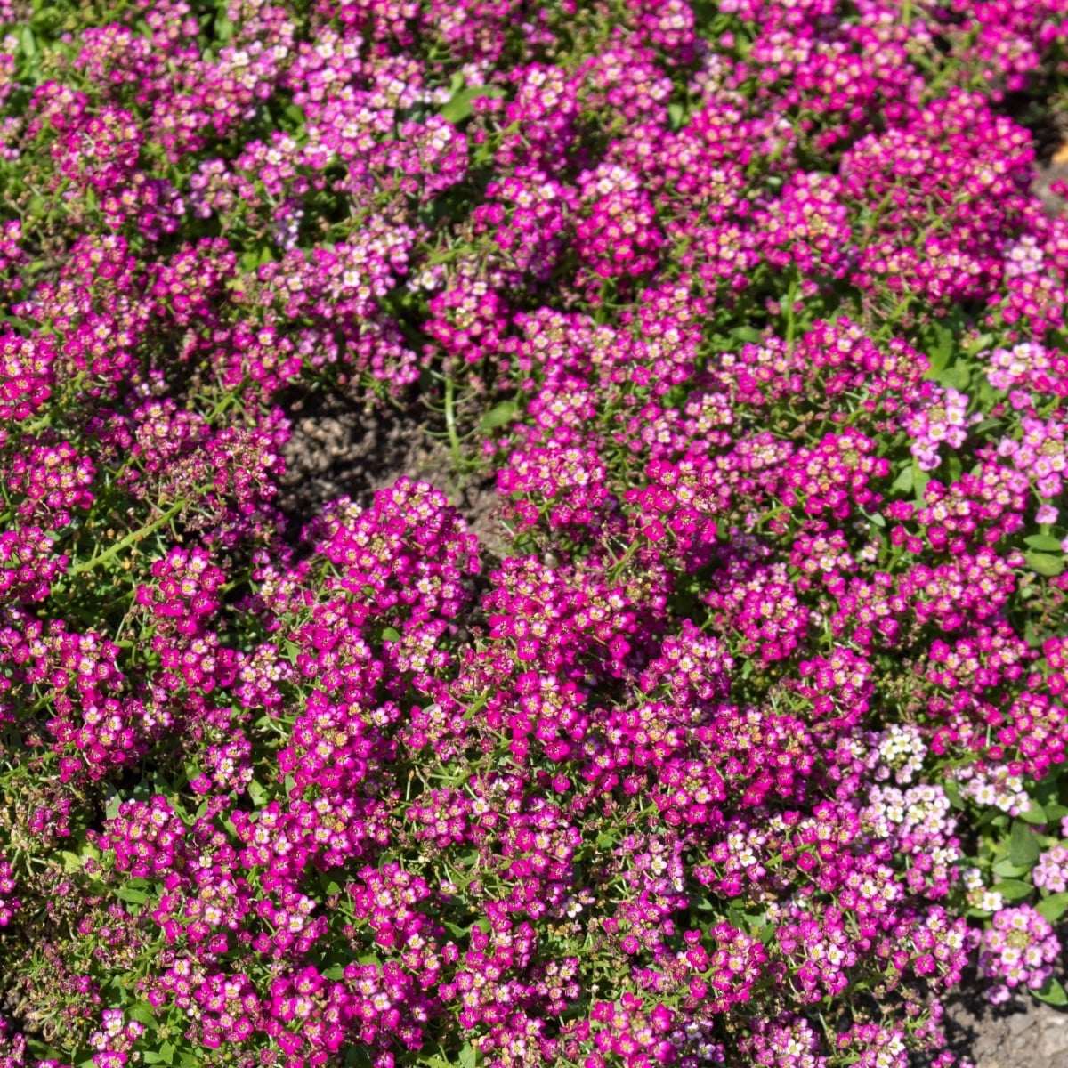 Lobulária Wonderland Deep Rose - Lobularia maritima - semená lobulárie - 20 ks