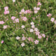 Gypsomilka pacifická - Nevestin závoj - Gypsophila pacifica - semená gypsomilky - 100 ks