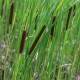 Pálka úzkolistá - Typha angustifolia - semená orobinca - 15 ks