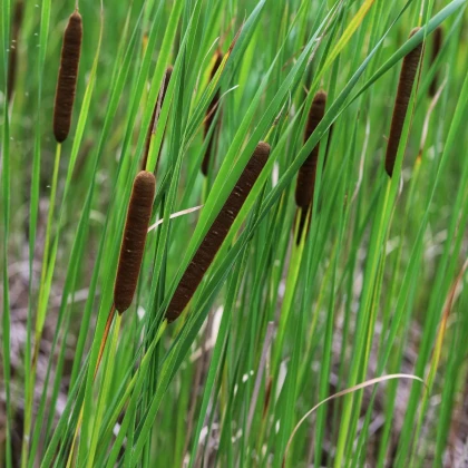 Pálka úzkolistá - Typha angustifolia - semená orobinca - 15 ks