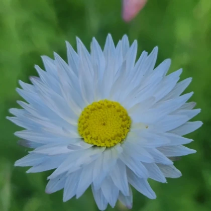 Slamienka biela - Helipterum roseum - semená slamienky - 0,5 g