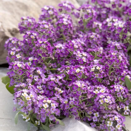 Lobulária Aphrodite Purple - Lobularia maritima - semená tařicovky - 50 ks