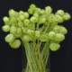 Gompokarpus mechúrikovitý – Gomphocarpus physocarpus - semená gompokarpus - 30 ks