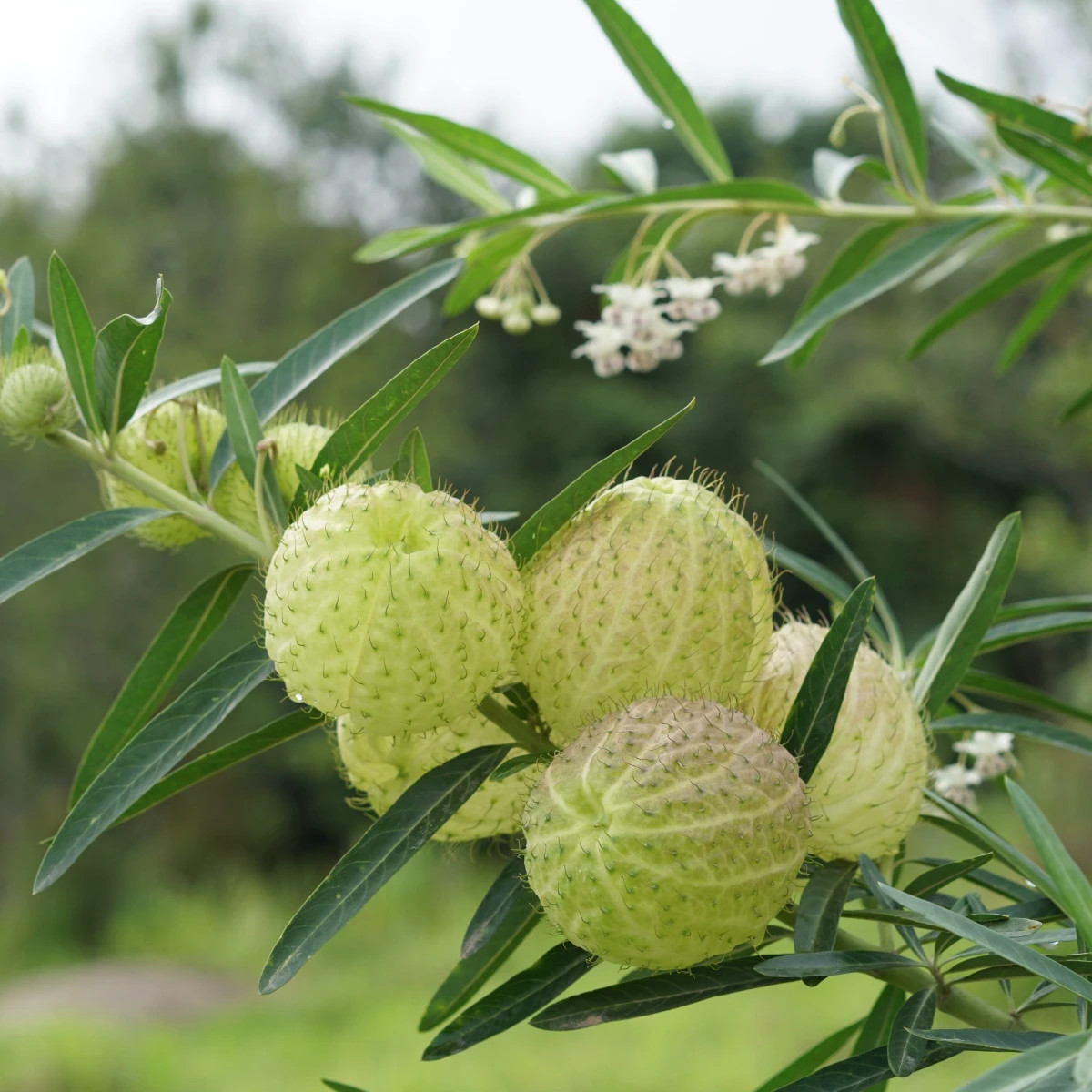 Gompokarpus mechúrikovitý – Gomphocarpus physocarpus - semená gompokarpus - 30 ks