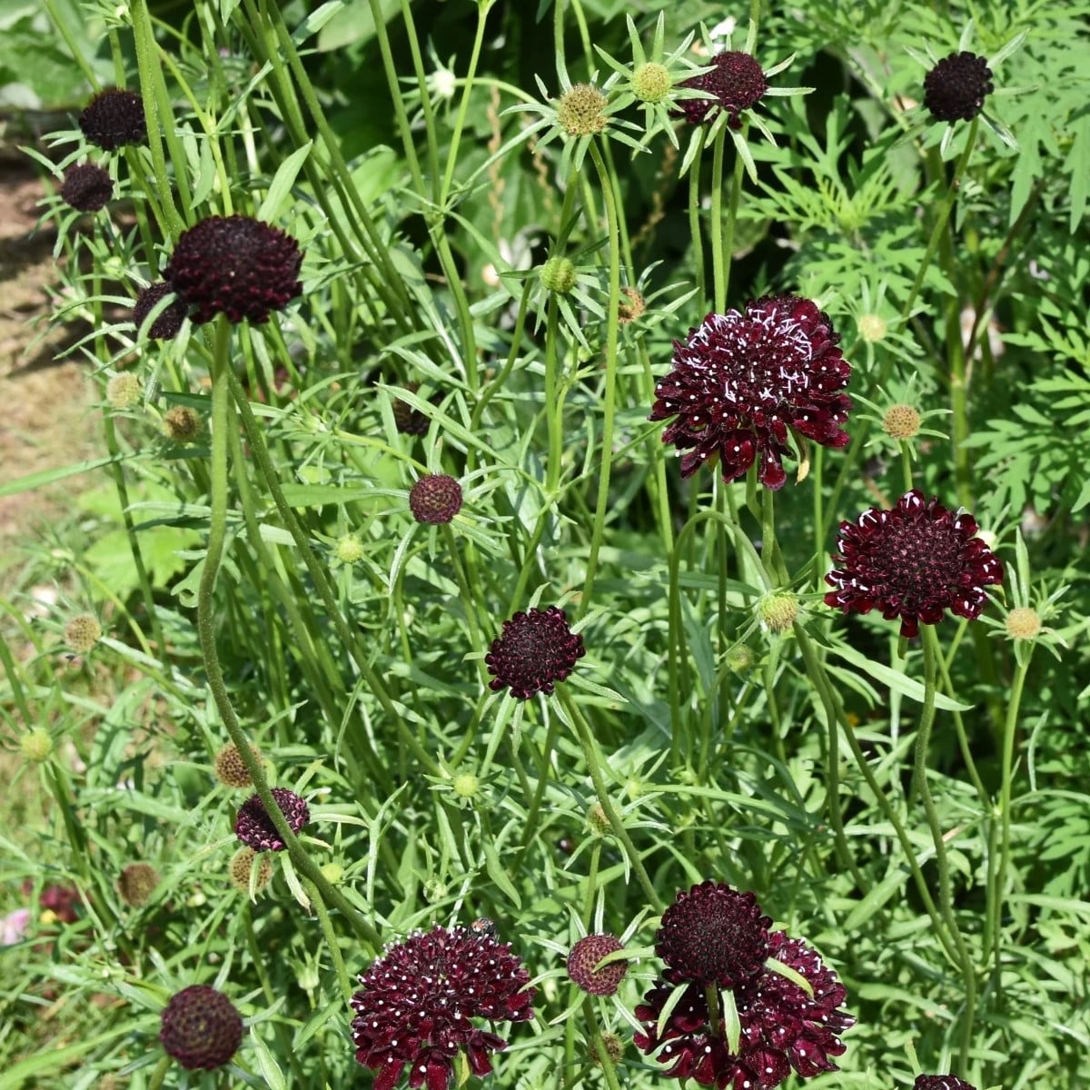 Chrastavec purpurový Black Knight - Scabiosa atropurpurea - semená chrastavca - 30 ks