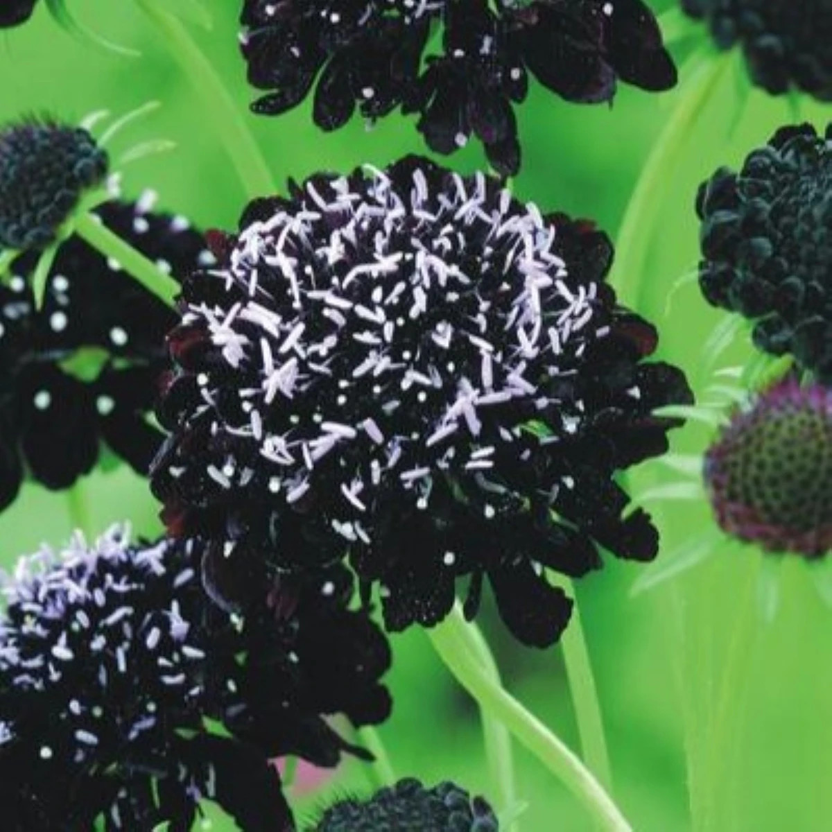 Chrastavec purpurový Black Knight - Scabiosa atropurpurea - semená chrastavca - 30 ks