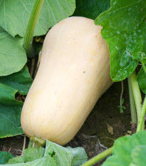 Tekvica Jupiter F1 - Cucurbita pepo - semená tekvice - 6 ks