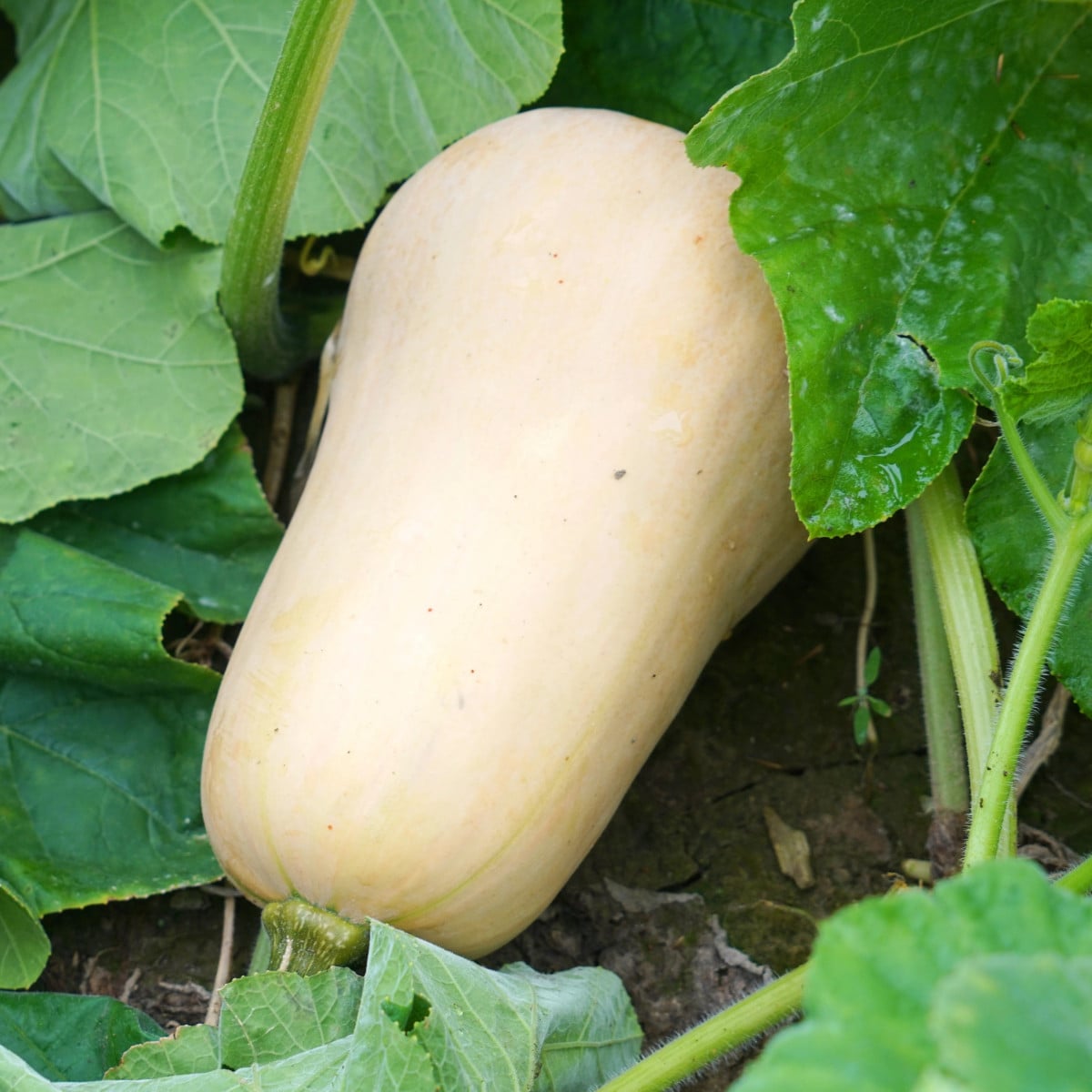 Tekvica Jupiter F1 - Cucurbita pepo - semená tekvice - 6 ks