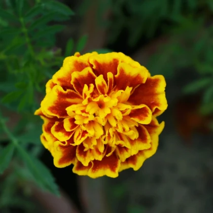 Aksamietnica rozložitá Hot Pak Fire - Tagetes patula - semená aksamietnice - 30 ks