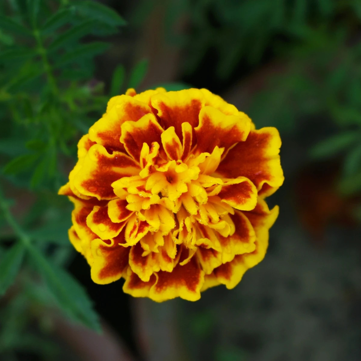 Aksamietnica rozložitá Hot Pak Fire - Tagetes patula - semená aksamietnice - 30 ks