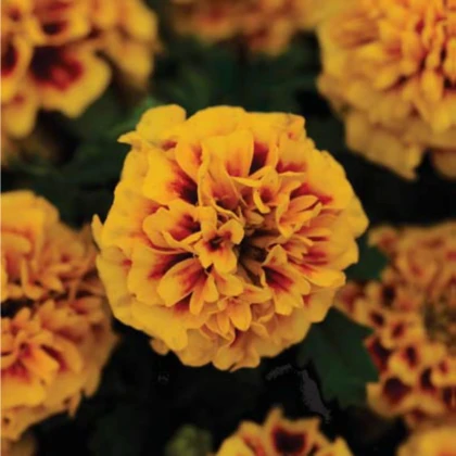 Aksamietnica rozložitá Hot Pak Fire - Tagetes patula - semená aksamietnice - 30 ks