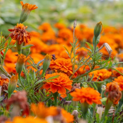 Aksamietnica rozložitá Hot Pak Orange - Tagetes patula - semená aksamietnice - 30 ks