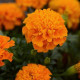 Aksamietnica rozložitá Hot Pak Orange - Tagetes patula - semená aksamietnice - 30 ks