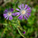 Amberboa ostnitá Desert Star - Amberboa muricata - semená ambrózie - 50 ks