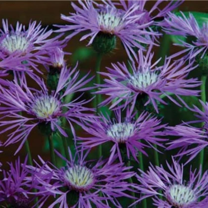 Amberboa ostnitá Desert Star - Amberboa muricata - semená ambrózie - 50 ks