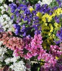 Limonka zvlnená QIS zmes farieb - Limonium sinuatum - semená limonky - 50 ks
