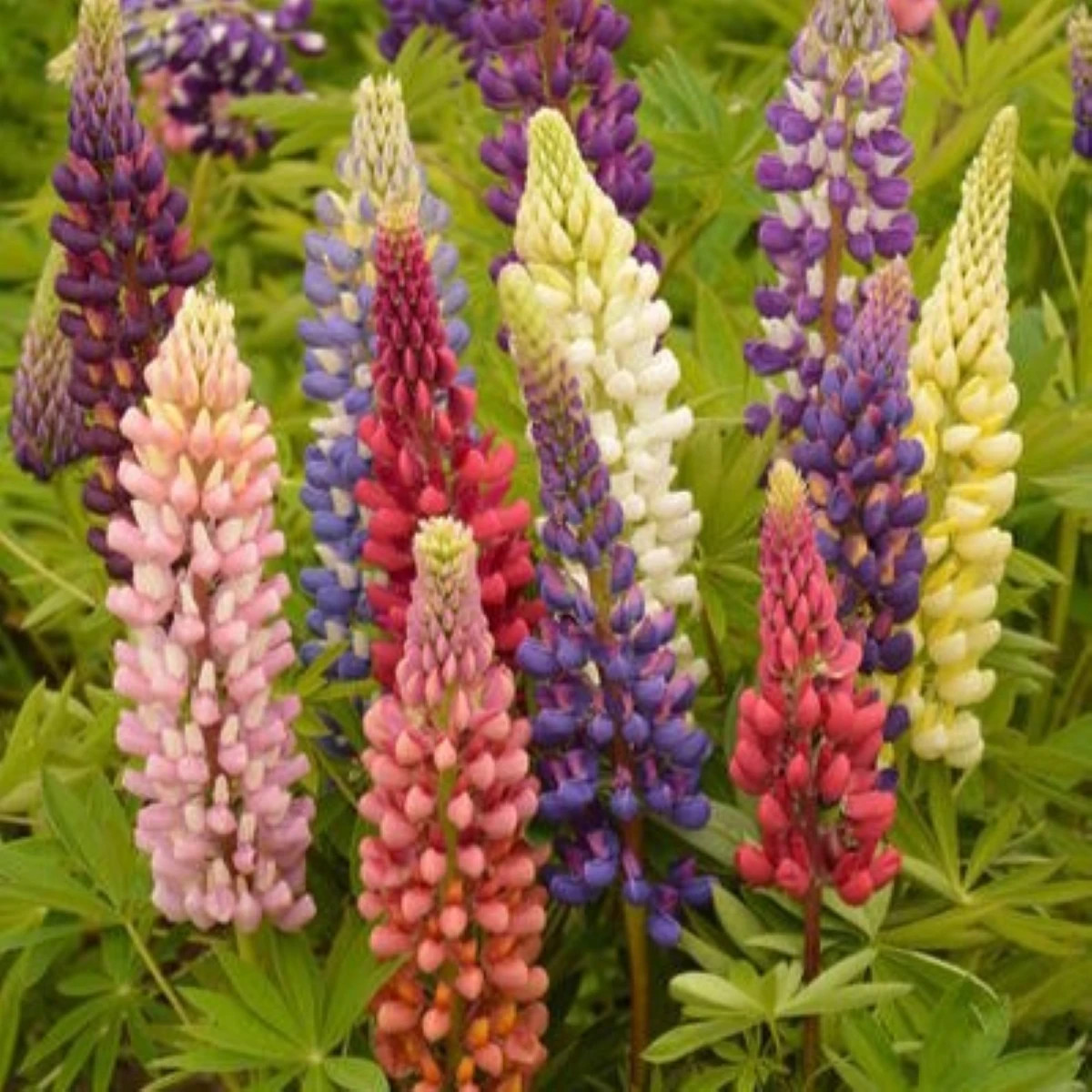 Lupina mnoholistá Russel Mix – Lupinus polyphyllus – semená lupiny