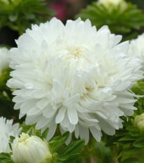 Astra čínska King Size White - Callistephus chinensis - semená astry - 50 ks