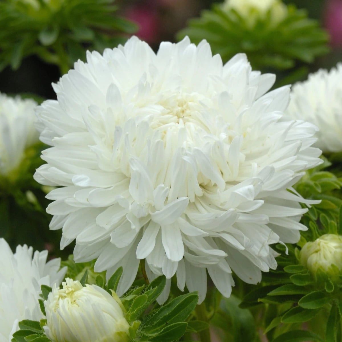 Astra čínska King Size White - Callistephus chinensis - semená astry - 50 ks