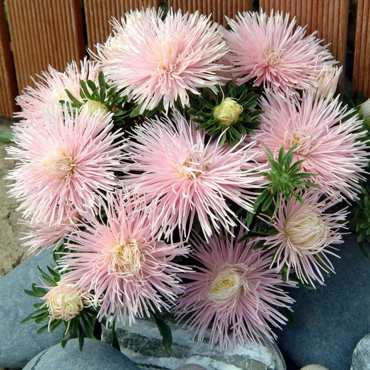 Astra čínska Starlight Light Pink - Callistephus chinensis - semená astry - 50 ks