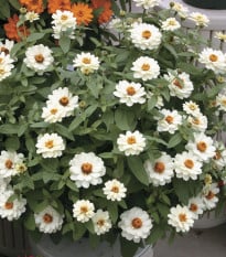 Cínia pôvabná plnokvetá biela Profusion Double White - Zinnia elegans - semená cínie - 15 ks