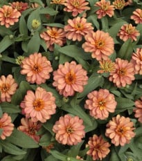 Cínia pôvabná plnokvetá ružová Profusion Double Deep Salmon - Zinnia elegans - semená cínie - 15ks