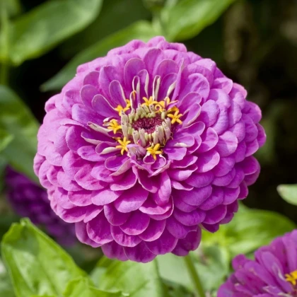Cínia pôvabná georgínokvetá Purple Prince - Zinnia elegans - semená cínie - 50 ks