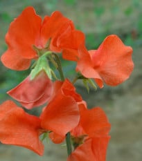 Hrachor Spring Sunshine Orange - Lathyrus odoratus - semená hrachora - 12 ks