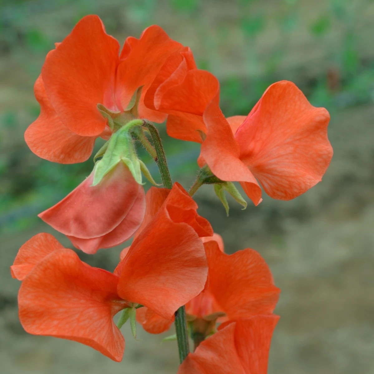 Hrachor Spring Sunshine Orange - Lathyrus odoratus - semená hrachora - 12 ks