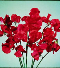 Hrachor Elegance Scarlet - Lathyrus odoratus - semená hrachora - 20 ks