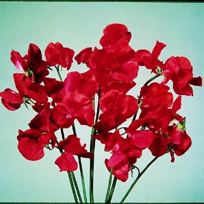 Hrachor Elegance Scarlet - Lathyrus odoratus - semená hrachora - 20 ks