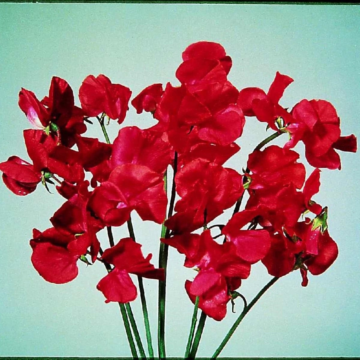 Hrachor Elegance Scarlet - Lathyrus odoratus - semená hrachora - 20 ks