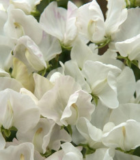Hrachor Spencer Royal Wedding - Lathyrus odoratus - semená hrachora - 20 ks