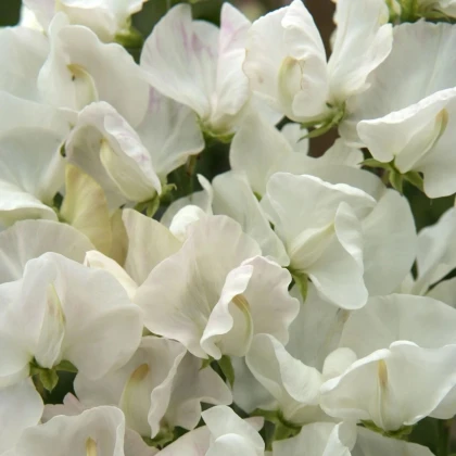 Hrachor Spencer Royal Wedding - Lathyrus odoratus - semená hrachora - 20 ks
