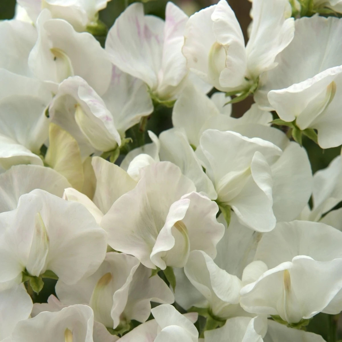 Hrachor Spencer Royal Wedding - Lathyrus odoratus - semená hrachora - 20 ks